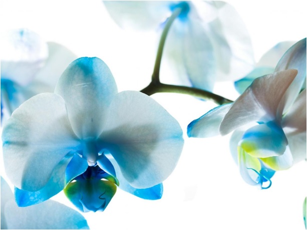 Orkide çiçeği ne anlama heliyor